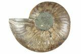 Cut & Polished Ammonite Fossil (Half) - Madagascar #241022-1
